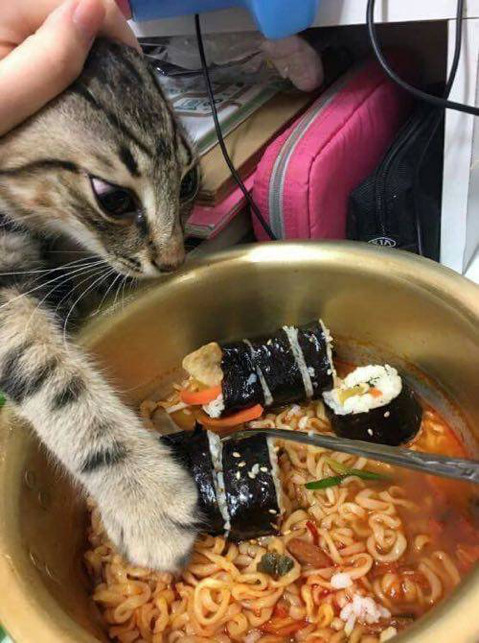 야 집사야 한입만.jpg | 인스티즈