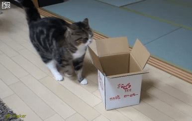 상자에 들어가는 냥이.gif | 인스티즈