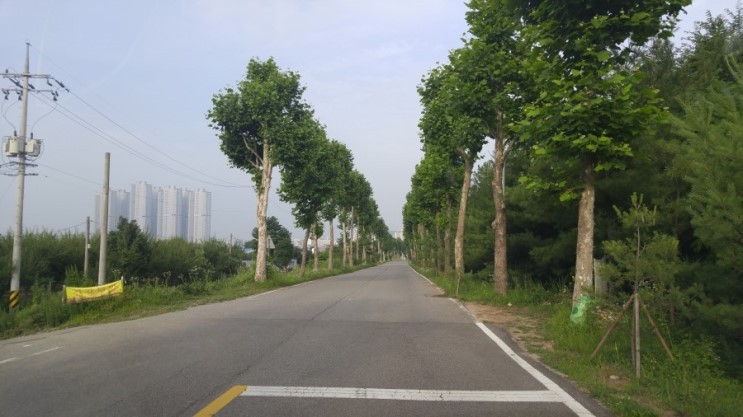 플라타너스 이미지