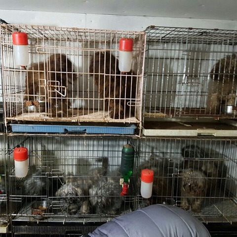 늙고 주인도 몰라보는 애들보다는 작고 귀여운 새끼강아 귀엽지 | 인스티즈