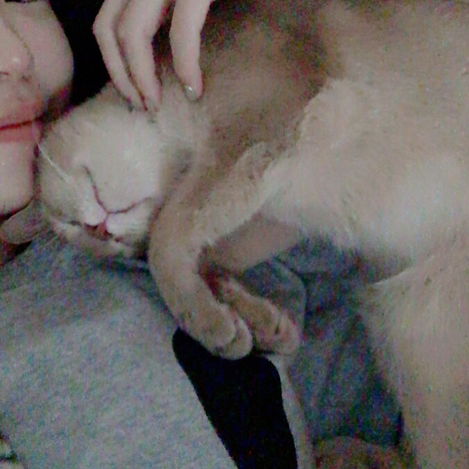 오늘자 고양이 생일파티 해준 전효성 ㅋㅋㅋㅋㅋㅋㅋㅋㅋ | 인스티즈