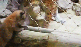 가출했다가 잡힌 아기 스라소니.gif | 인스티즈
