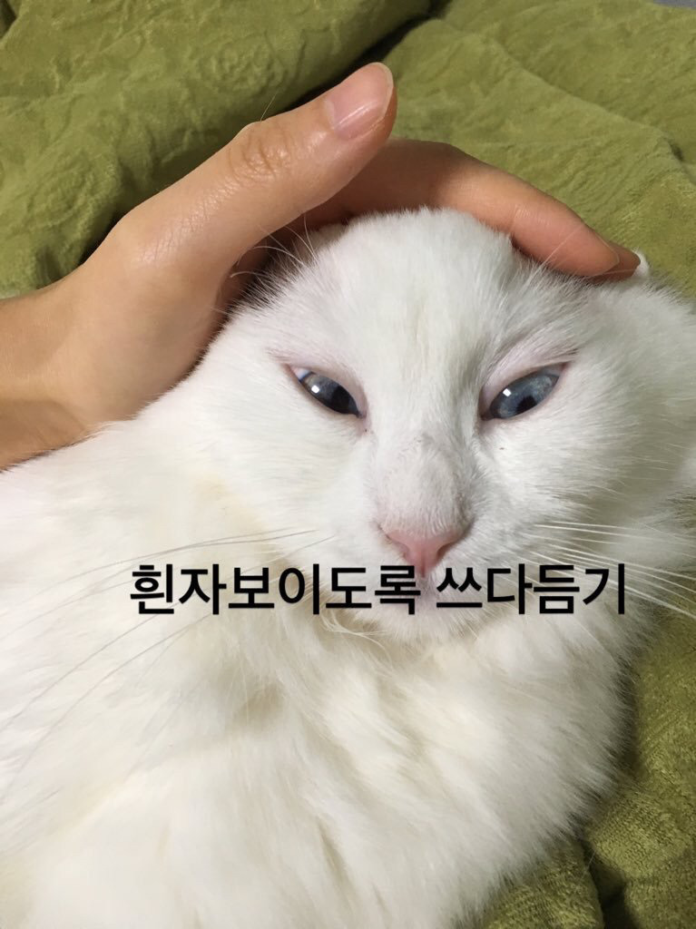 여러분이 고양이에게 하는 짓.twt | 인스티즈