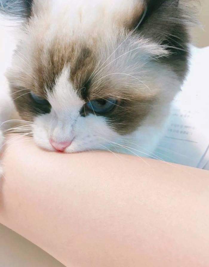 고양이 만질 수 있는 부위 | 인스티즈