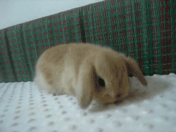 몽글몽글 귀여운 토끼.gif | 인스티즈