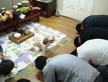 개 키우는 집 명절날 특징...JPG | 인스티즈
