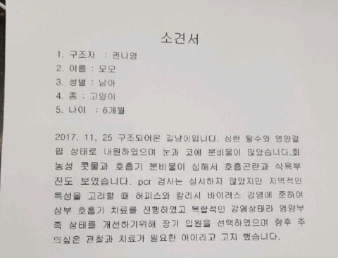 구조햇던 길냥이 모모랑 다른 아가들 입양처 구한대!! | 인스티즈