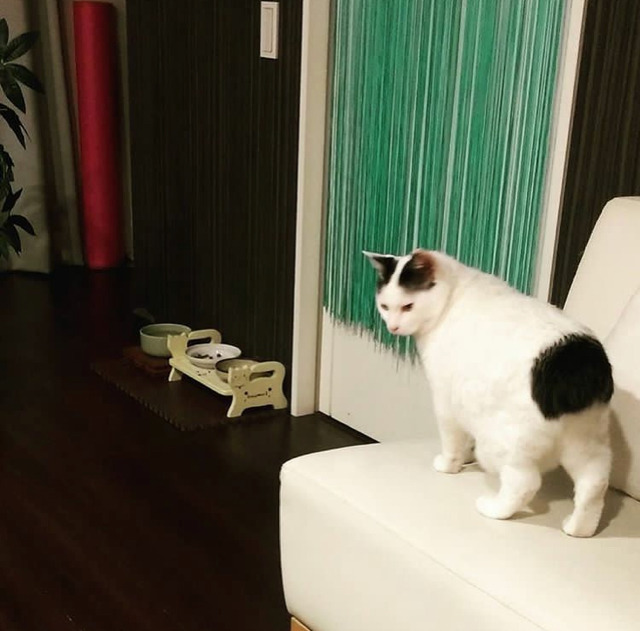 궁디가 까만 고양이 | 인스티즈