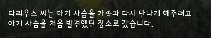 다리 다친 아기사슴을 구해주면 생기는 일.gif (데이터30MB) | 인스티즈