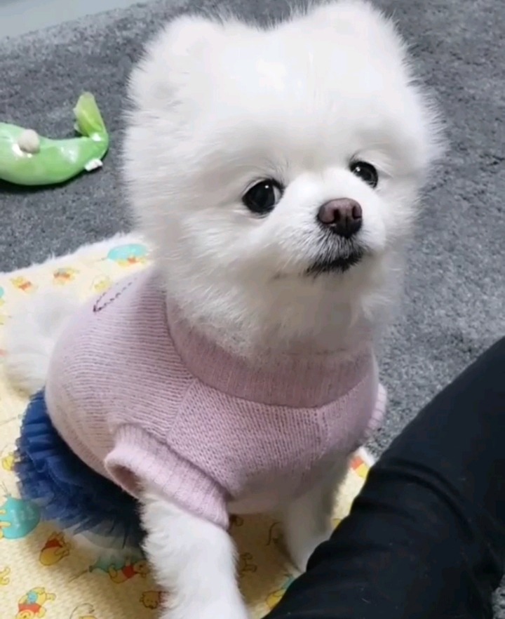 자기 밥 다 먹어놓고 햄버거 달라고 째려보고 짖는 무서운 댕댕쓰 | 인스티즈