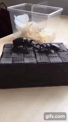 강해져서 와라..gif | 인스티즈