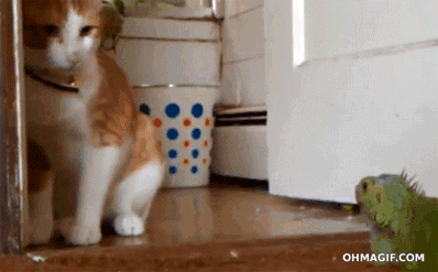 고양이 운동능력 | 인스티즈