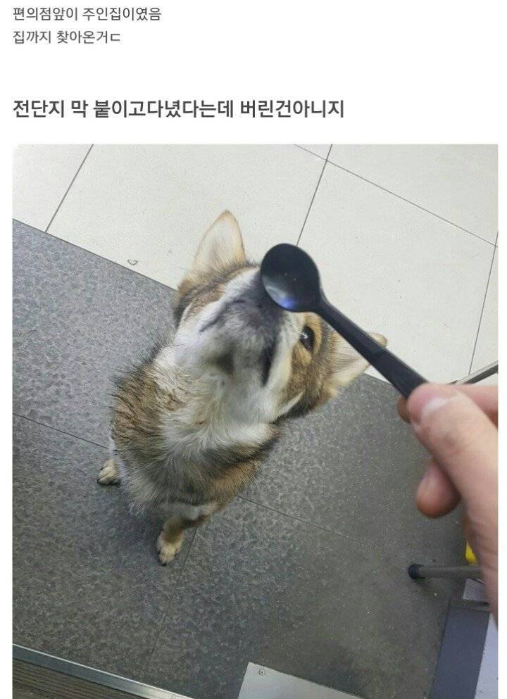 편의점에 찾아온 댕댕이.JPG | 인스티즈