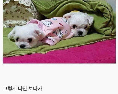 아무 이유없이 항상 나를 좋아해주는 유일한 생명체.jpg | 인스티즈