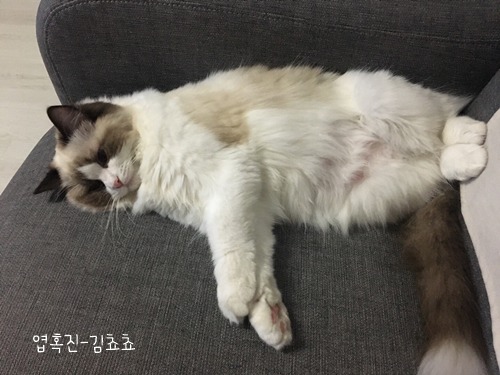 랙돌 고양이 쵸쵸의 매력에 빠져들것이다 | 인스티즈