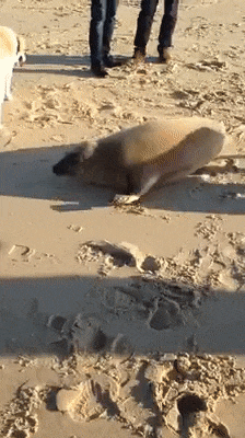 땅개를 만난 물개 | 인스티즈