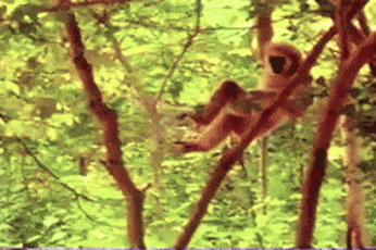 원숭이 레전드.gif | 인스티즈