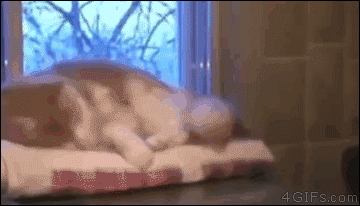 바보 냥청이들.gif | 인스티즈