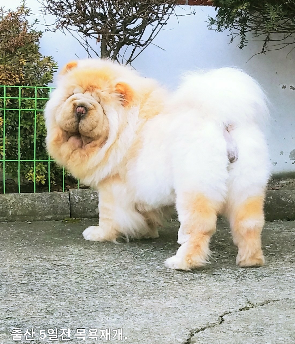 차미야 이미지
