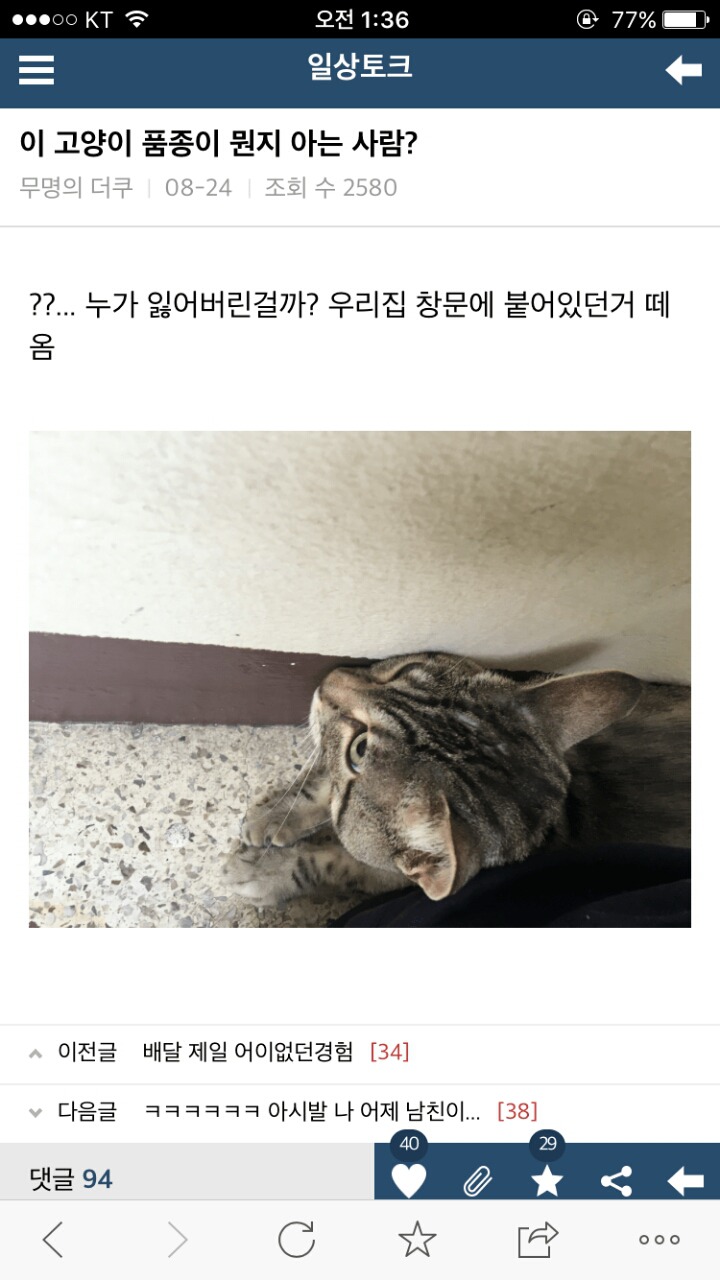 이 고양이 품종이 뭔지 아는 사람? | 인스티즈