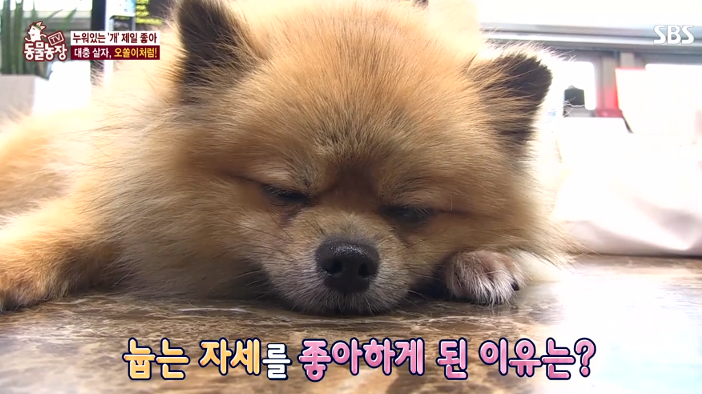 [동물농장] 누워있길 좋아하는 강아지 오쏠이 | 인스티즈