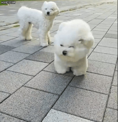 태풍현장에 나가있는 댕댕이 기자 연결하겠습니다 | 인스티즈