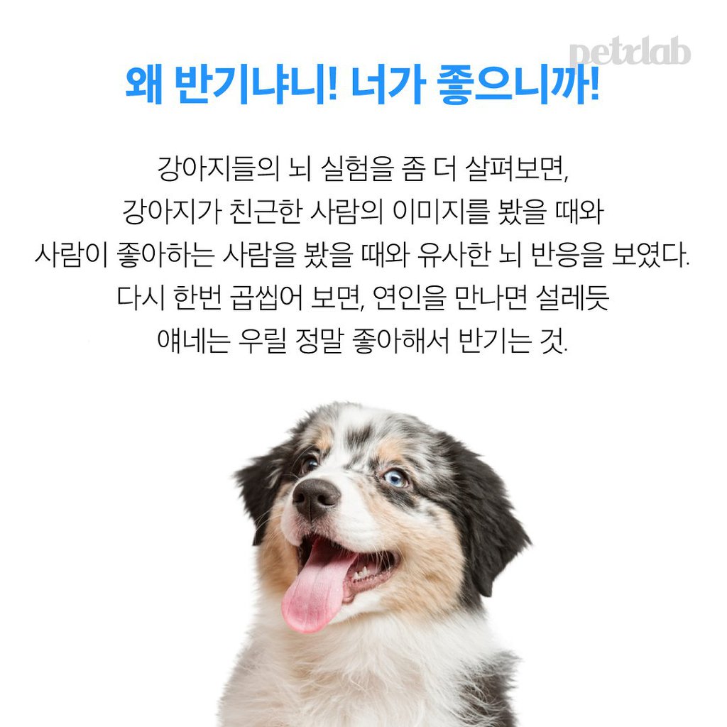 멍뭉이는 왜 당신을 반겨줄까? | 인스티즈