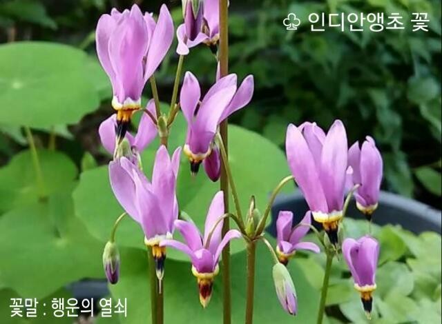 앵초 이미지