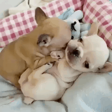 멍멍이 2마리.gif | 인스티즈