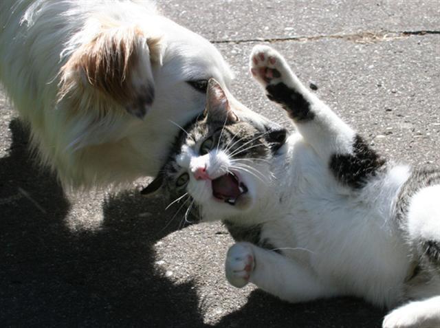 개를 걱정하는 고양이 | 인스티즈