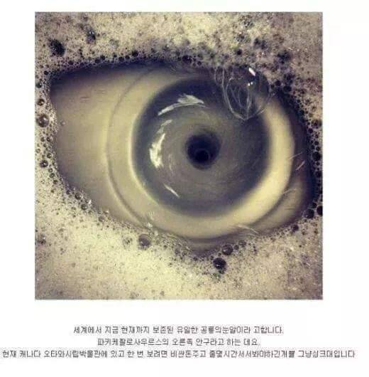 세계에서 가장 보존이 잘 된 공룡 눈 화석 | 인스티즈