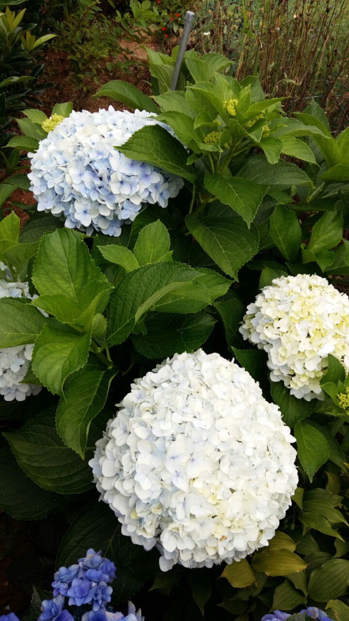 줄리아나 이미지