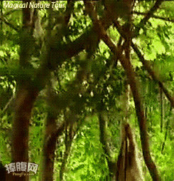 원숭이가 호랑이 이김.gif | 인스티즈