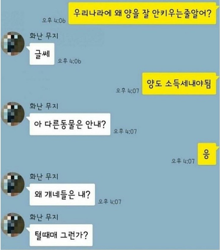 왜 한국에서는 양을 | 인스티즈
