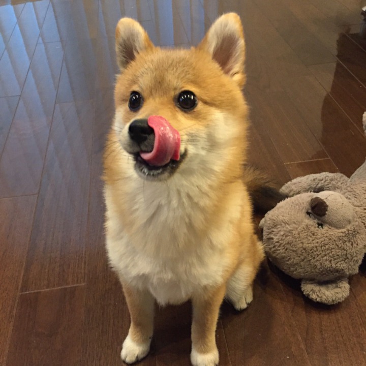 포메라니안+.JPG | 인스티즈