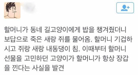 밥을 준 할머니께 장갑을 선물하는 고양이 | 인스티즈