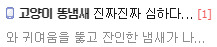 이쯤되면 어느정도인지 궁금해지는 고양이 똥냄새. jpg | 인스티즈