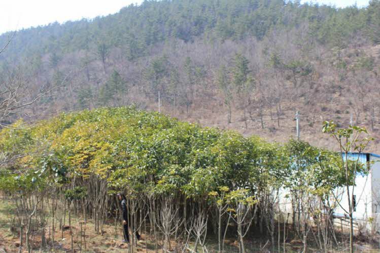약산흑염소 이미지