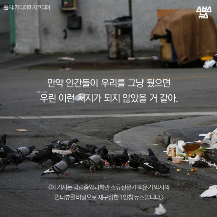데려온 것도 인간이고 유해동물 취급도 인간이 하네-비둘기는 억울하다 | 인스티즈