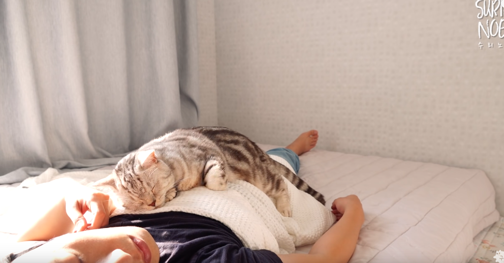 인터넷 랜선 냥이 집사들의 로망 | 인스티즈