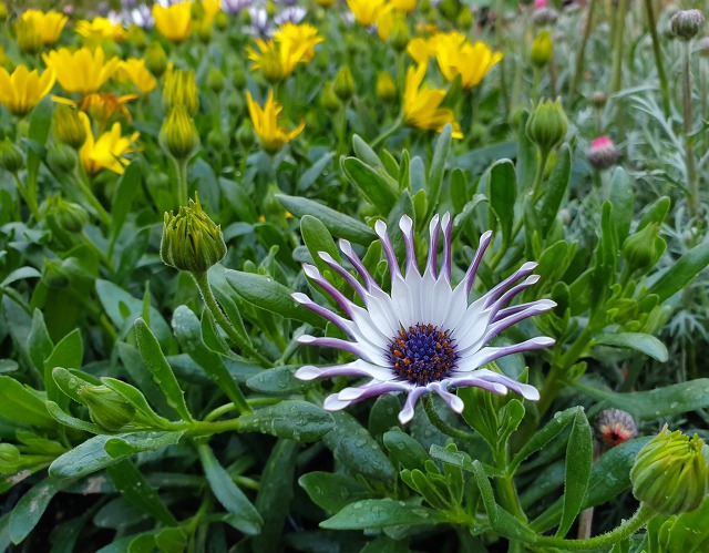 99D0EC375CB2B5B21B7A0D