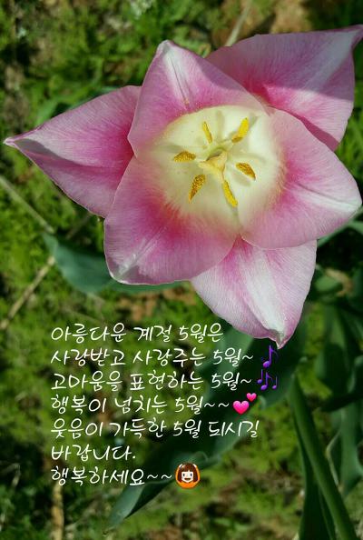 꽃길만걷자 이미지