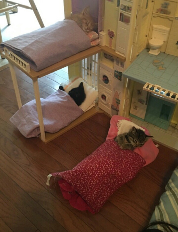 고양이 단짠단짠 모음 2탄 (귀여움 주의) | 인스티즈