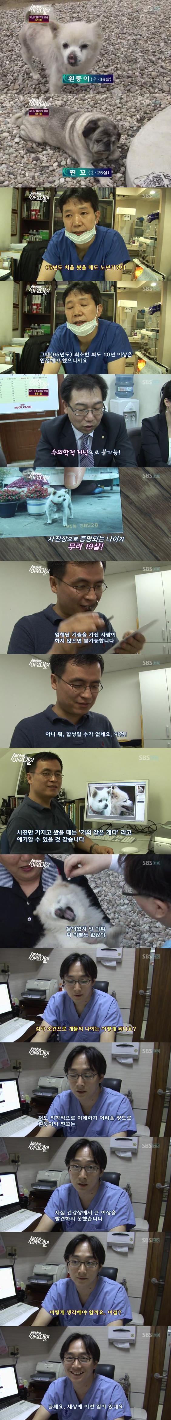 개 나이의 신비 | 인스티즈