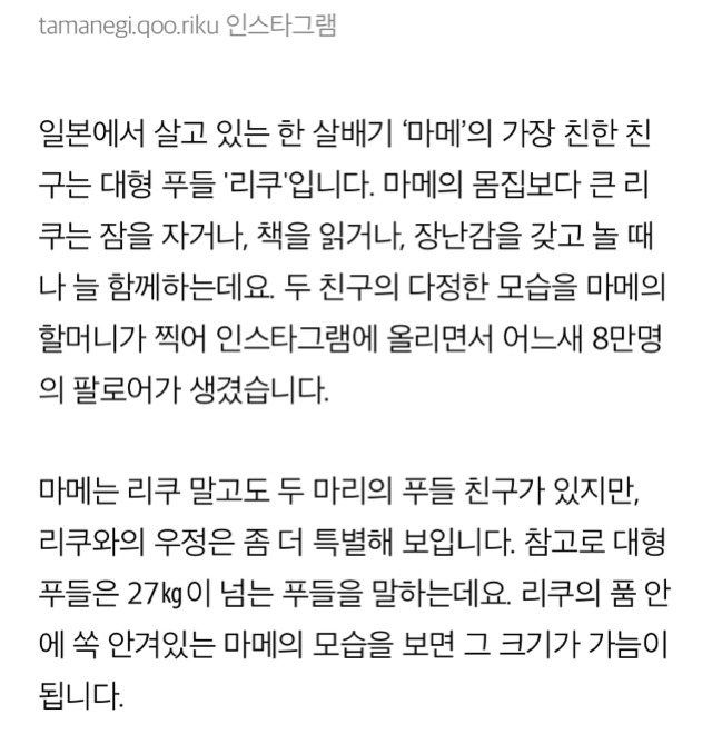 스탠다드 푸들과 1살 아기의 아주 사랑스러운 일상.jpg | 인스티즈