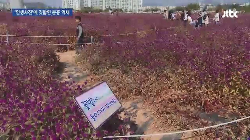 인생사진에 짓밟힌 분홍 억새.jpg | 인스티즈